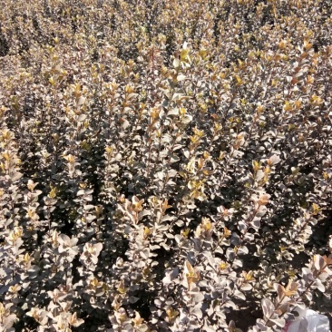胶州卫矛2cm以下4cm以下0.5~1米