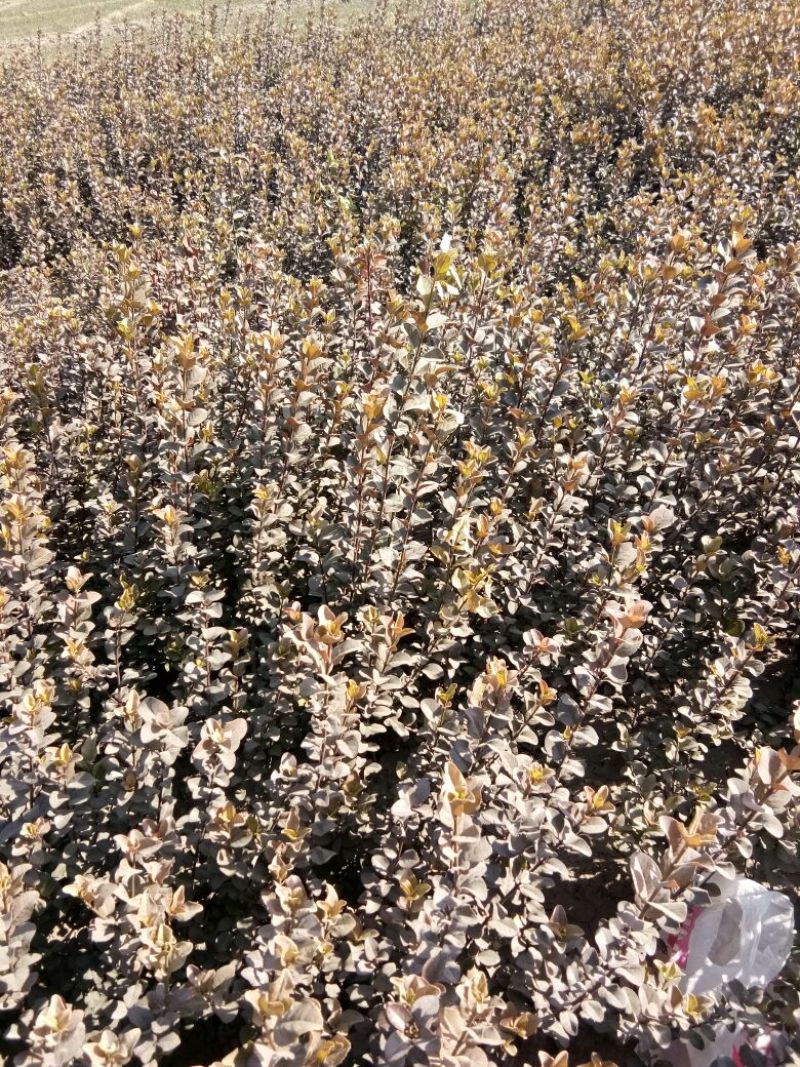 胶州卫矛2cm以下4cm以下0.5~1米