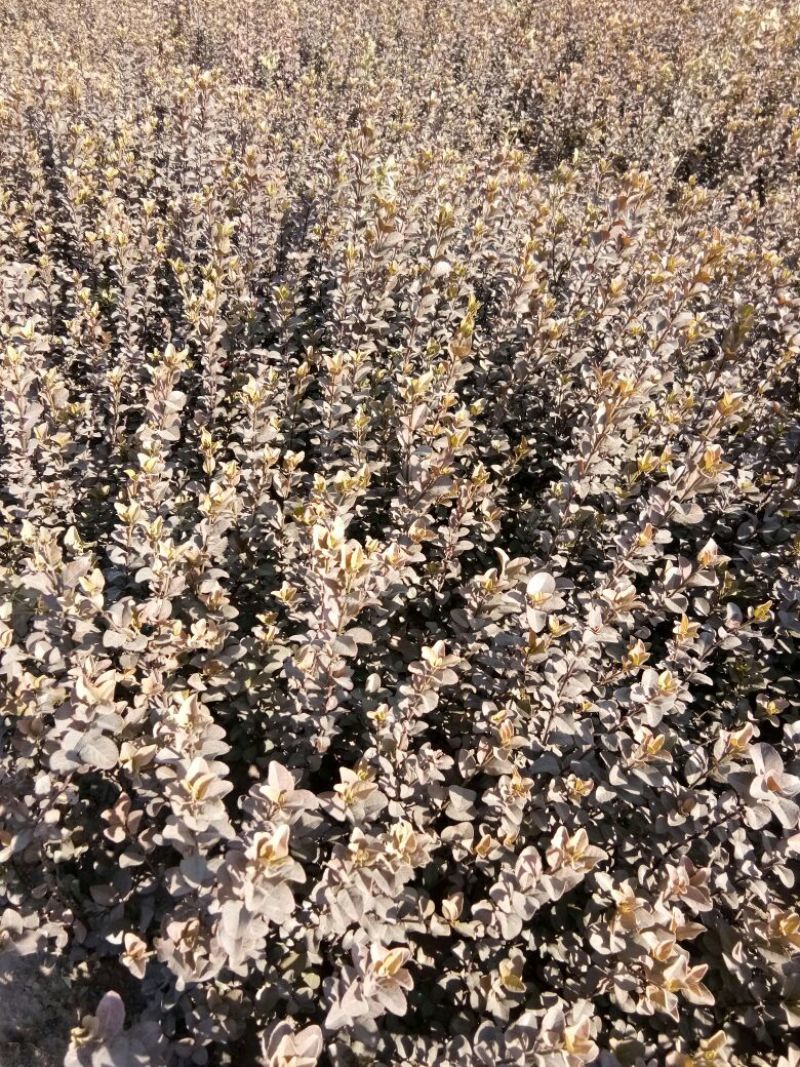 胶州卫矛2cm以下4cm以下0.5~1米
