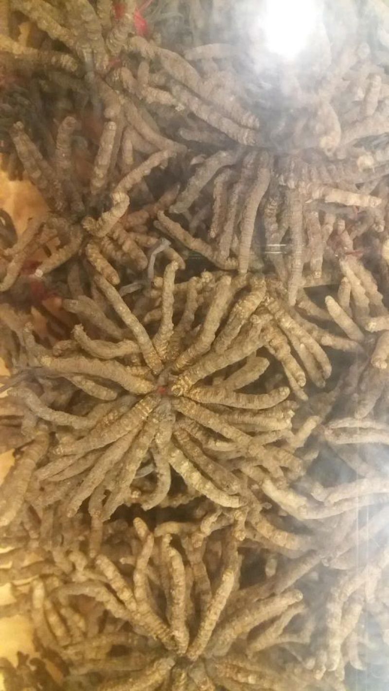 冬虫夏草散装