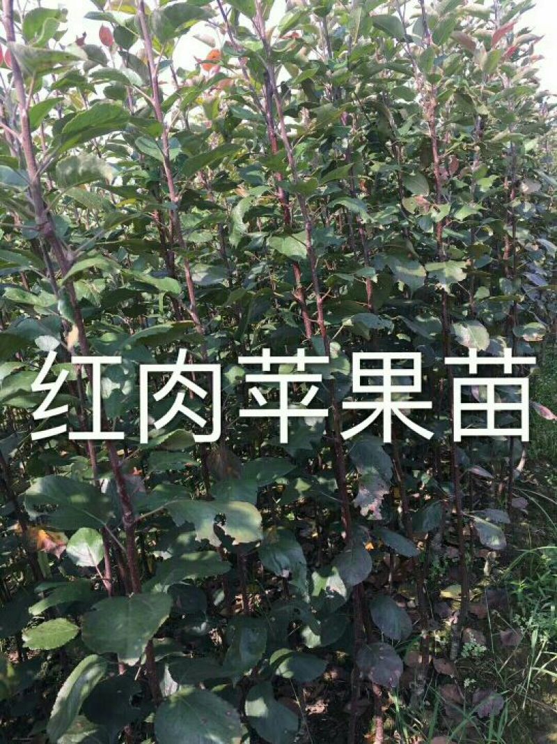 红肉苹果树苗100cm以上