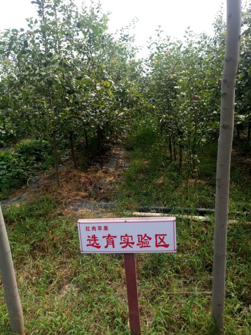 红肉苹果树苗100cm以上