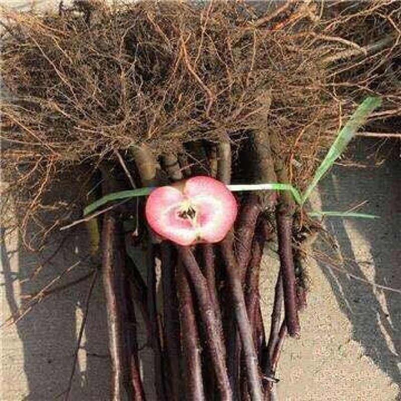 红肉苹果树苗100cm以上
