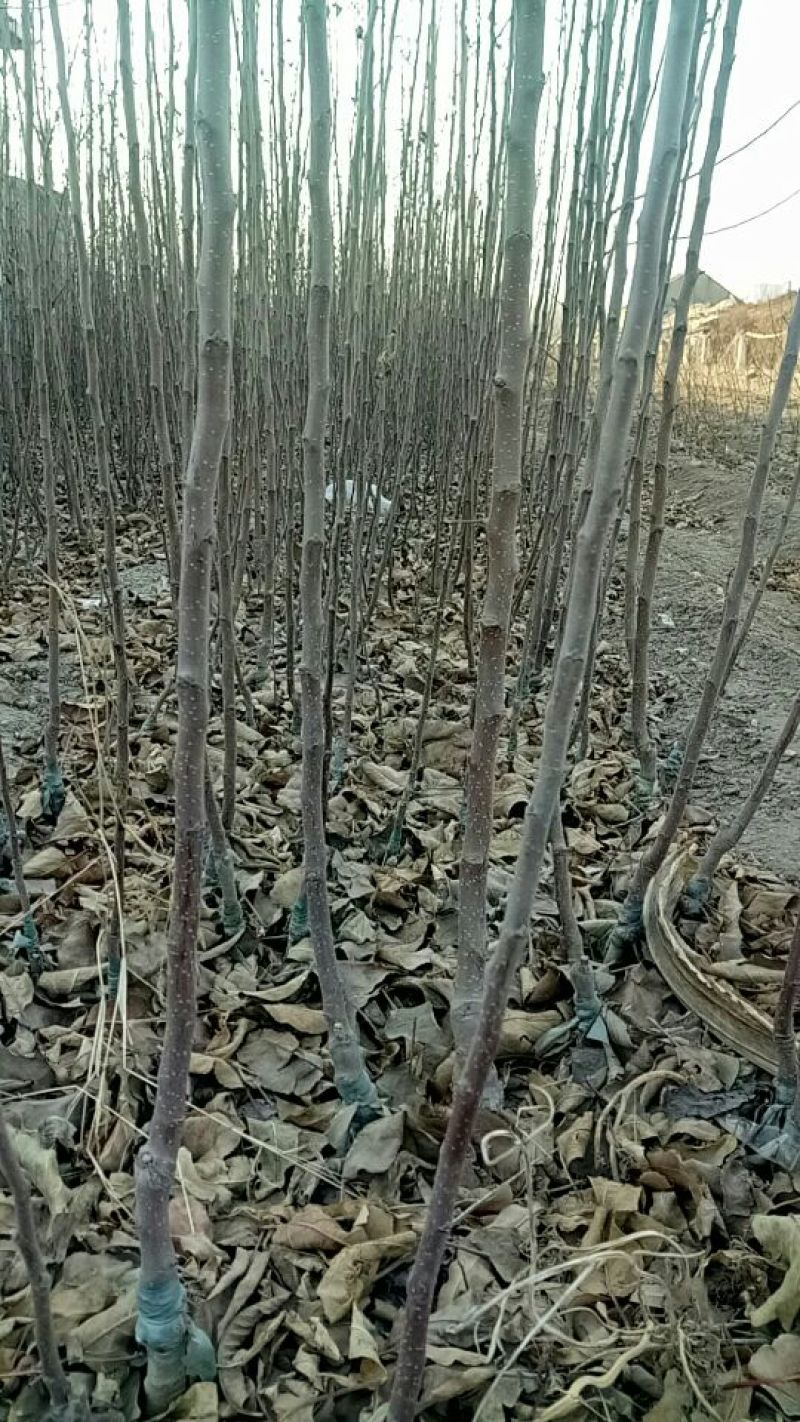 红肉苹果树苗100cm以上