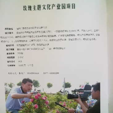 玫瑰花80~100cm