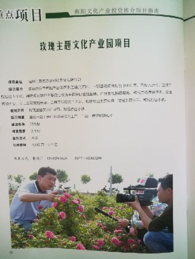 玫瑰花80~100cm