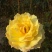 玫瑰花80~100cm