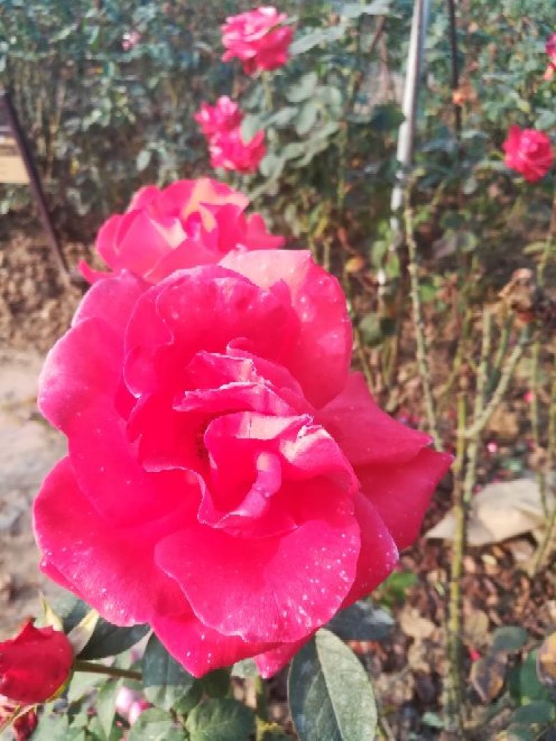 欧洲月季40~50cm