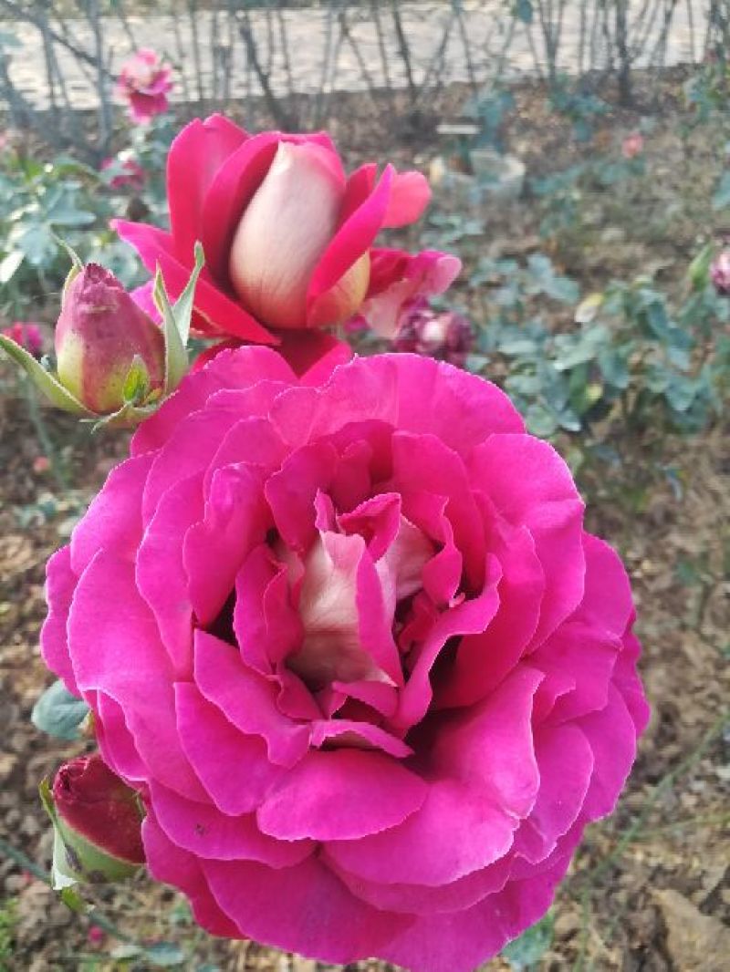 欧洲月季40~50cm