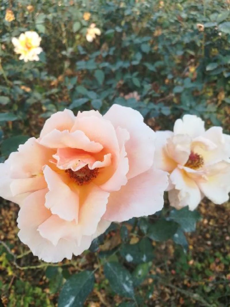 欧洲月季40~50cm