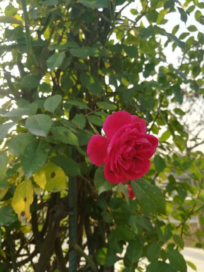 欧洲月季40~50cm