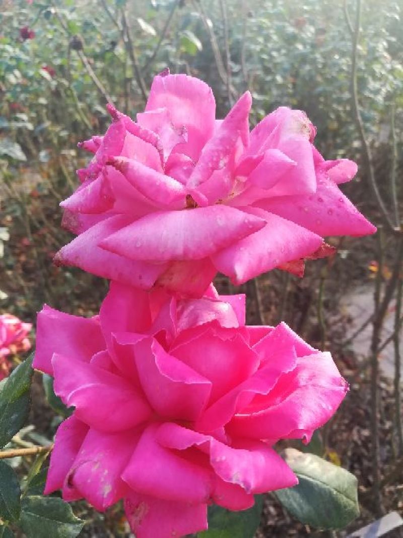欧洲月季40~50cm