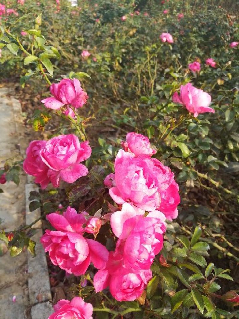 欧洲月季40~50cm