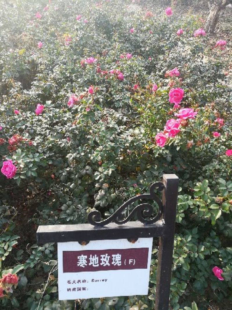 欧洲月季40~50cm