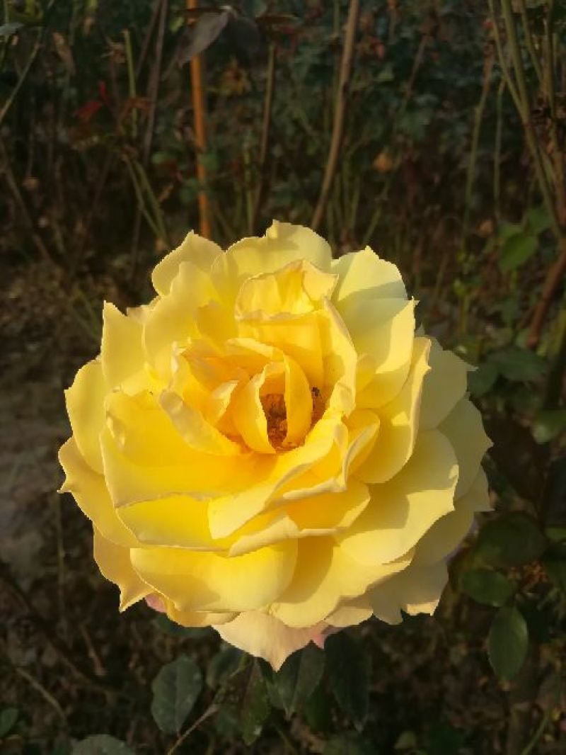 欧洲月季40~50cm