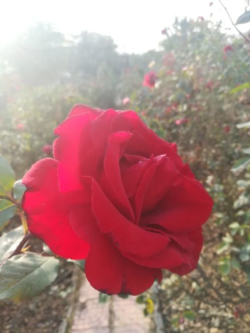 欧洲月季40~50cm