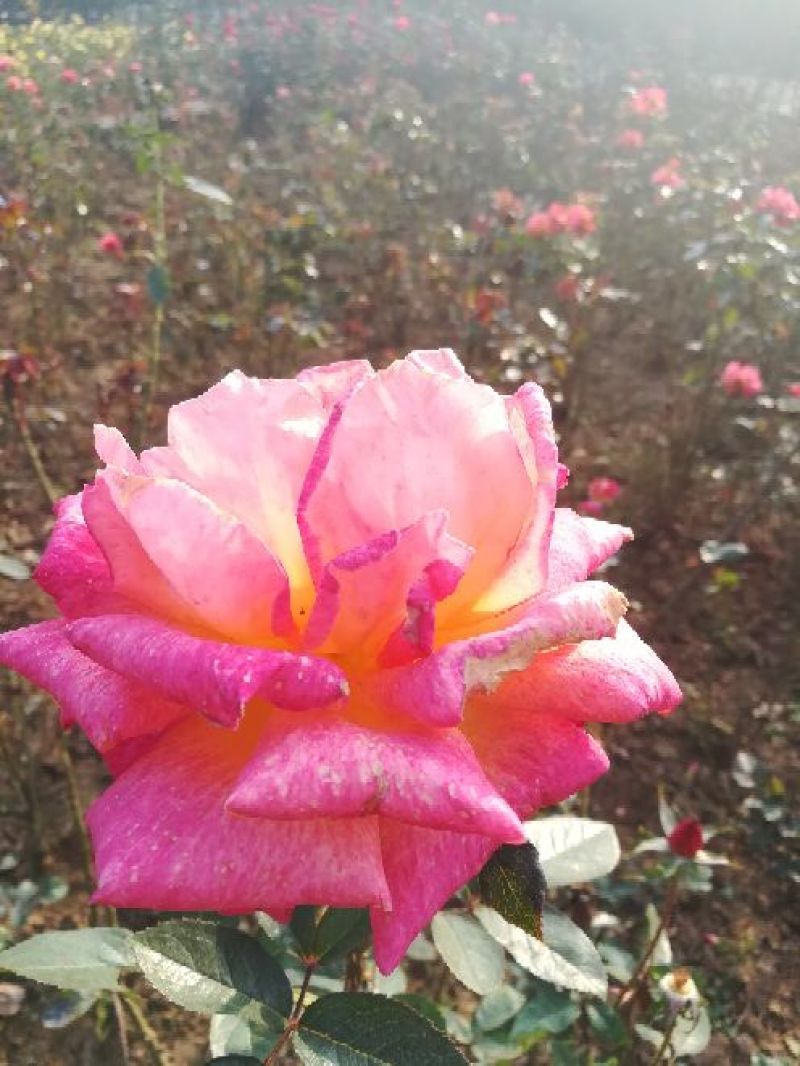 欧洲月季40~50cm