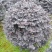 红花继木球70~80cm