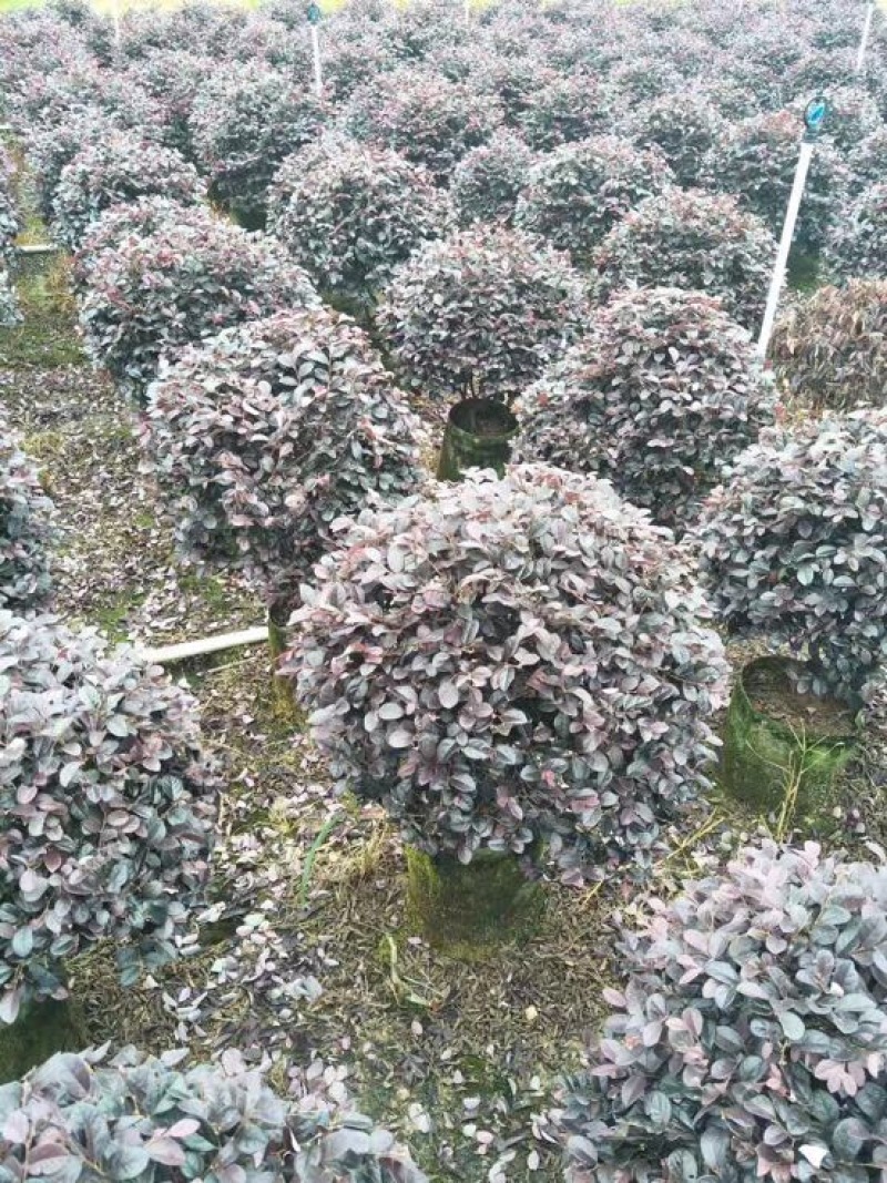 红花继木球70~80cm
