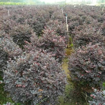 红花继木球70~80cm