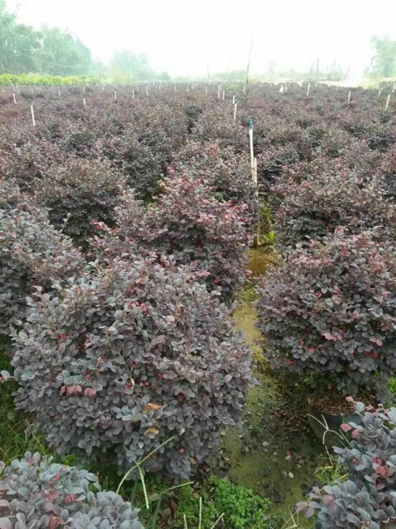 红花继木球70~80cm