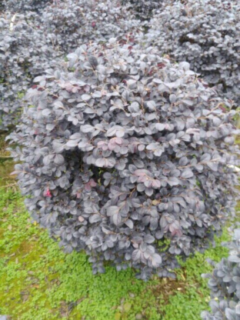红花继木球70~80cm