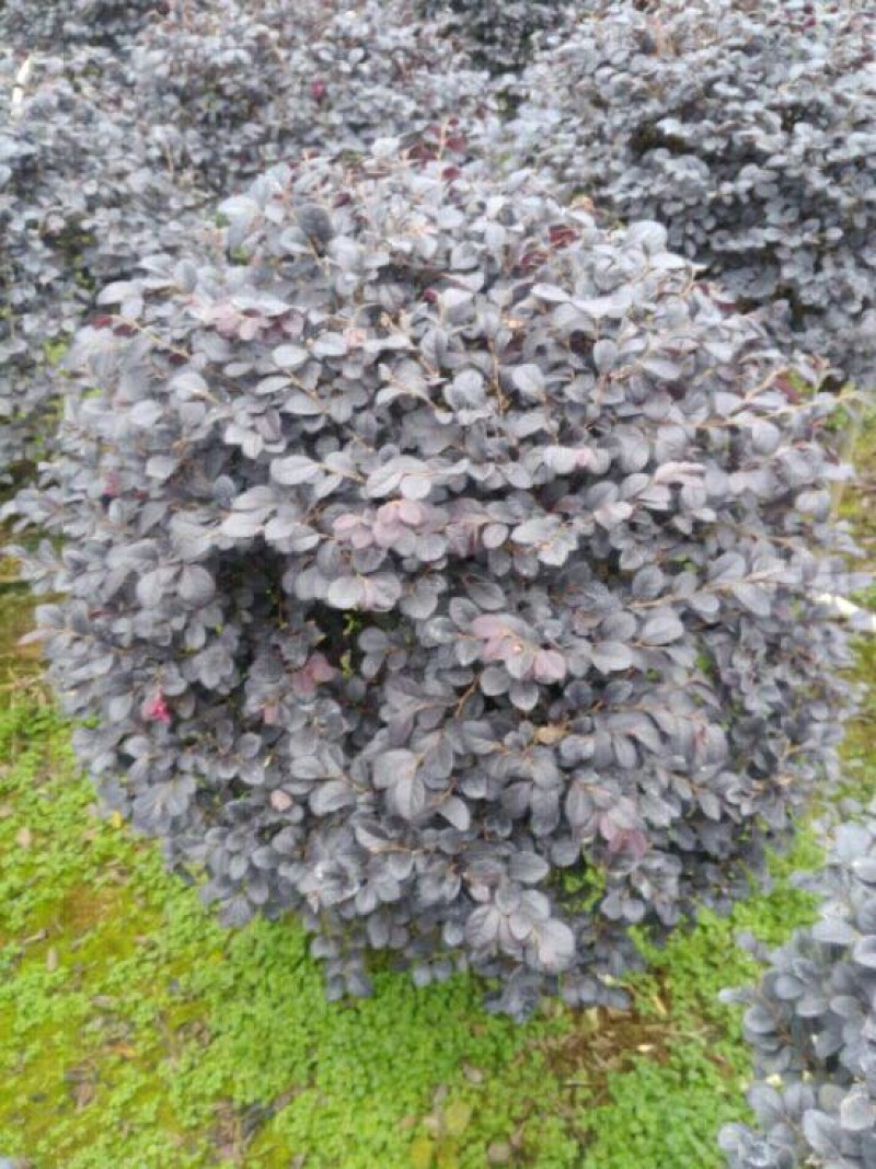 红花继木球70~80cm