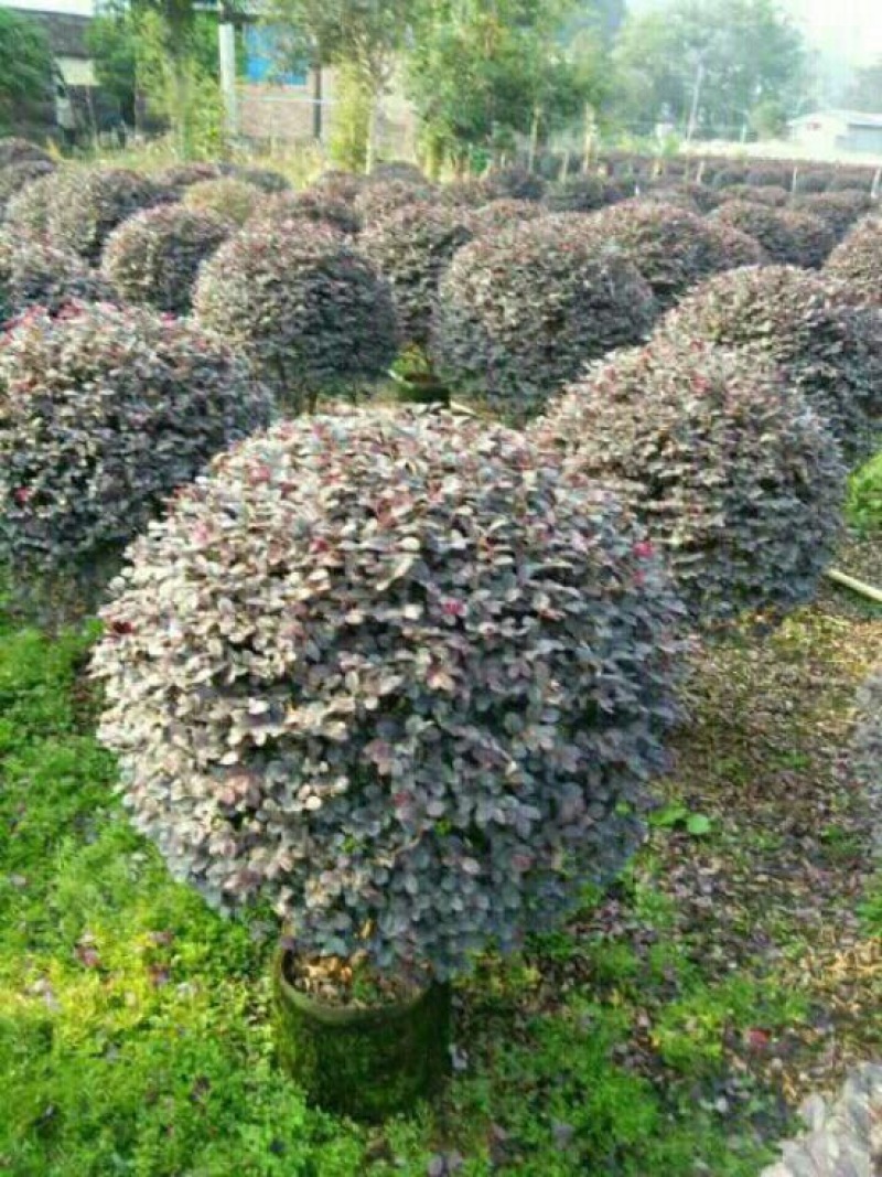 红花继木球70~80cm