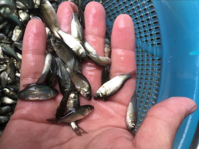 鲫鱼苗中科五号银鲫鱼苗纯种抗病毒抗疱子虫鲫鱼水花