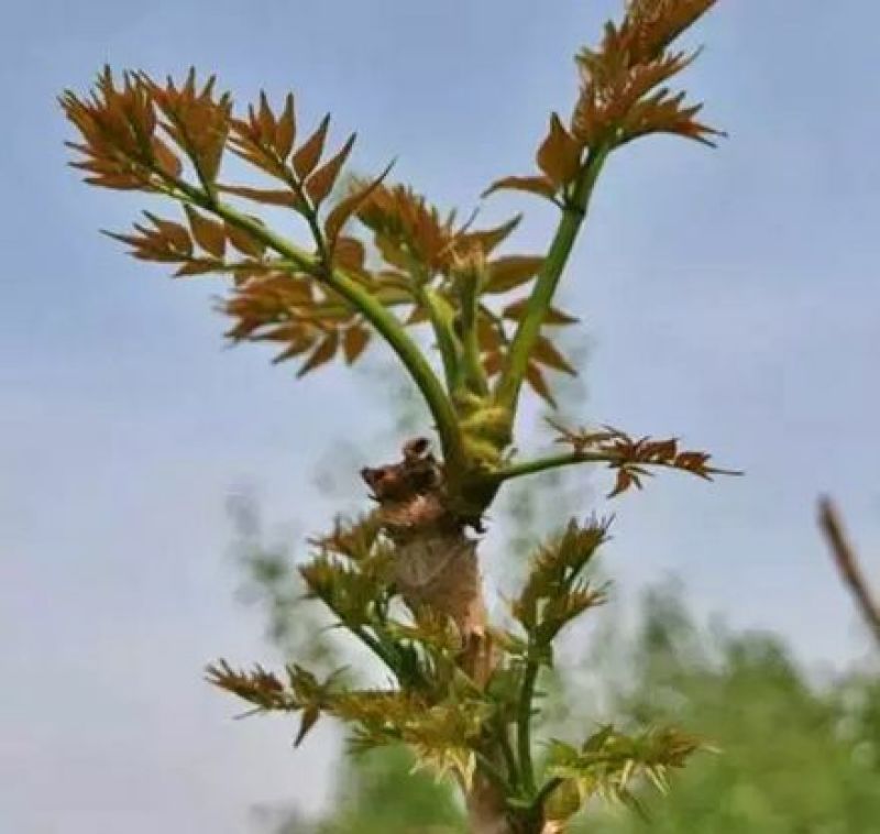 刺嫩芽纯野生支持预定，一年只有20左右今货，欢迎咨询