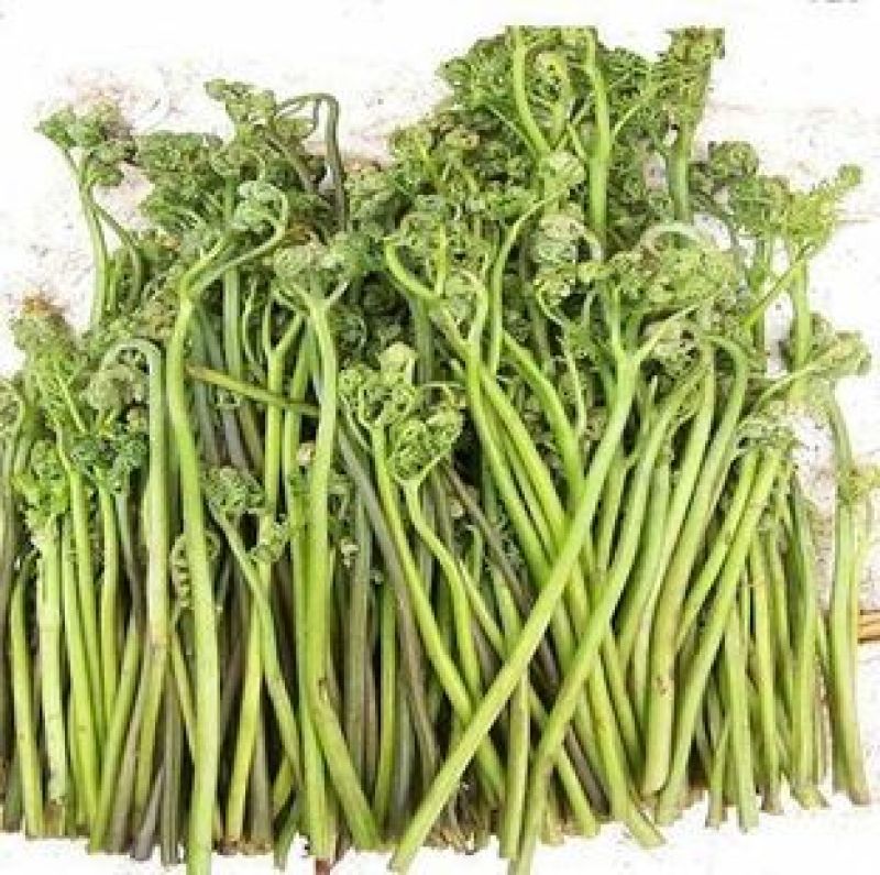龙爪菜纯野生可提前预定啦吃过的都说好