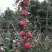 红肉苹果苗119-06100cm以上