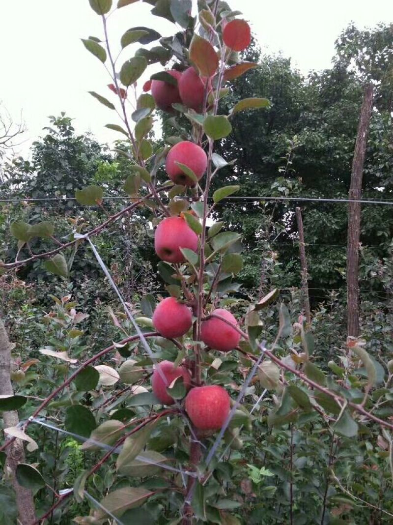 红肉苹果苗119-06100cm以上