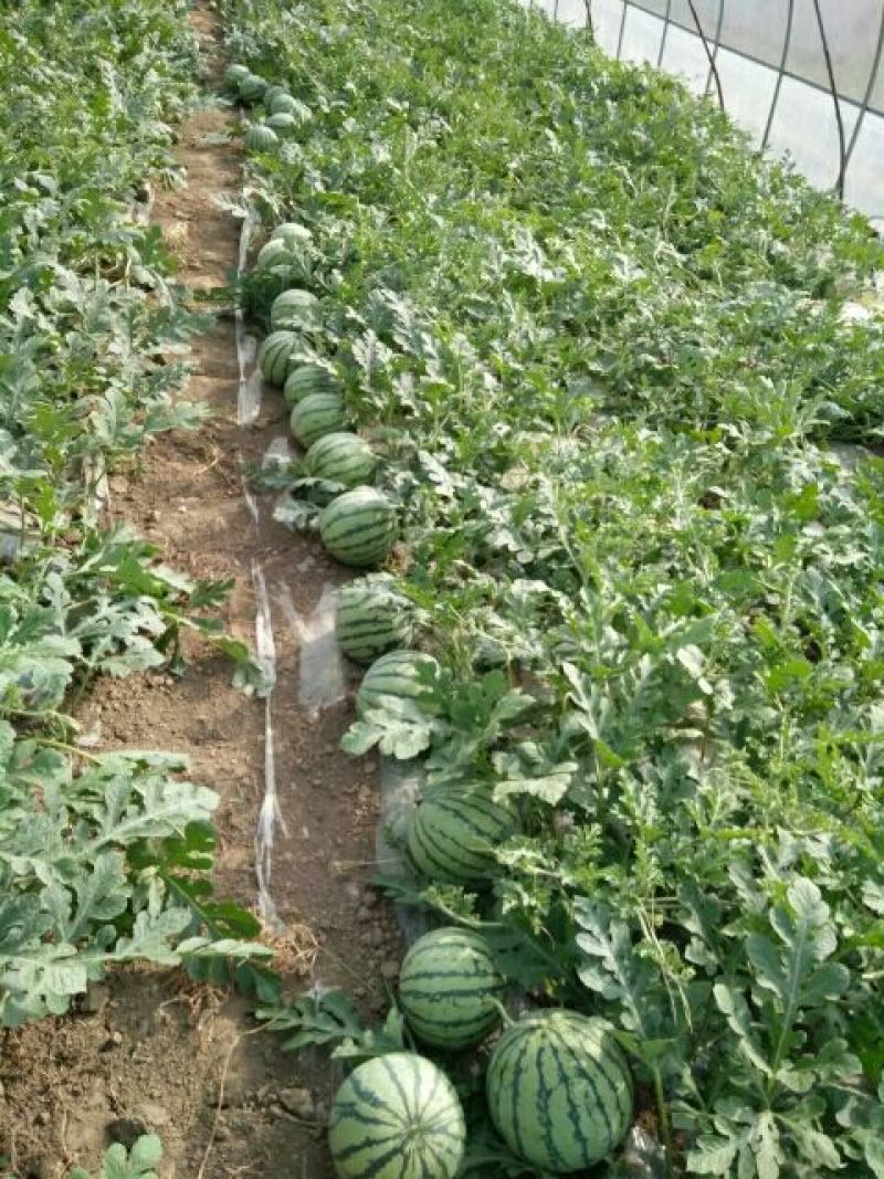 8424西瓜5斤打底8成熟1茬五一大量上市