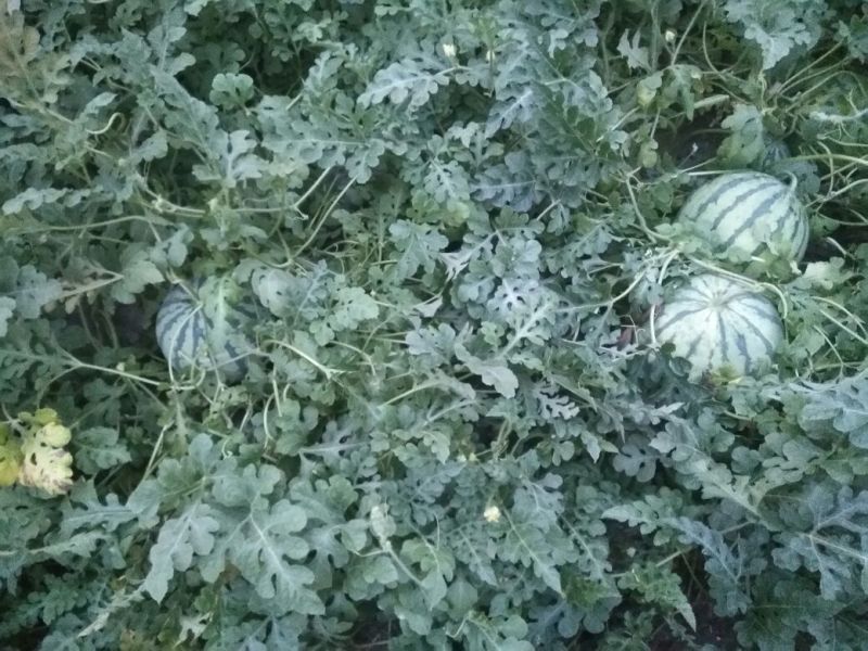 8424西瓜5斤打底8成熟1茬五一大量上市