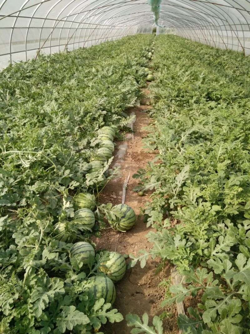 8424西瓜5斤打底8成熟1茬五一大量上市