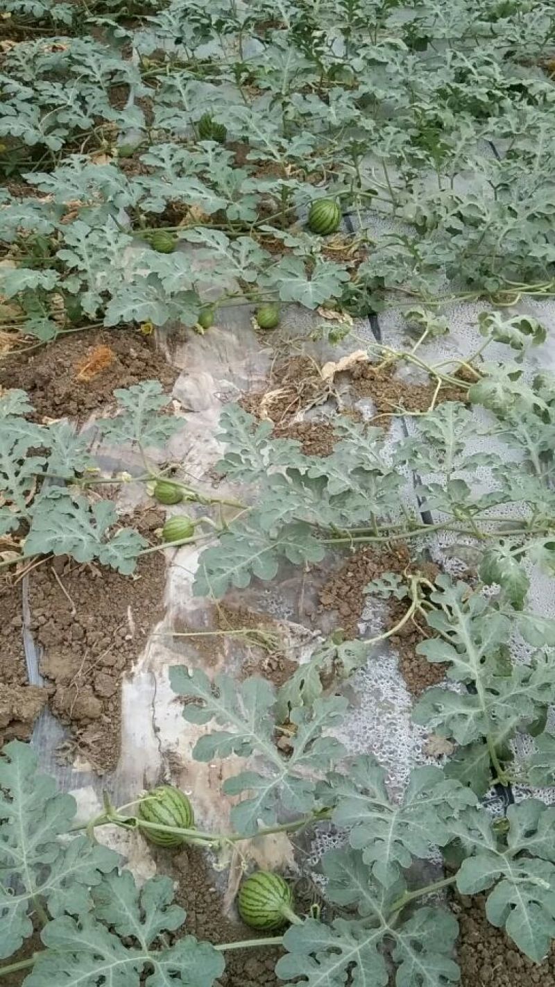 8424西瓜5斤打底8成熟1茬五一大量上市