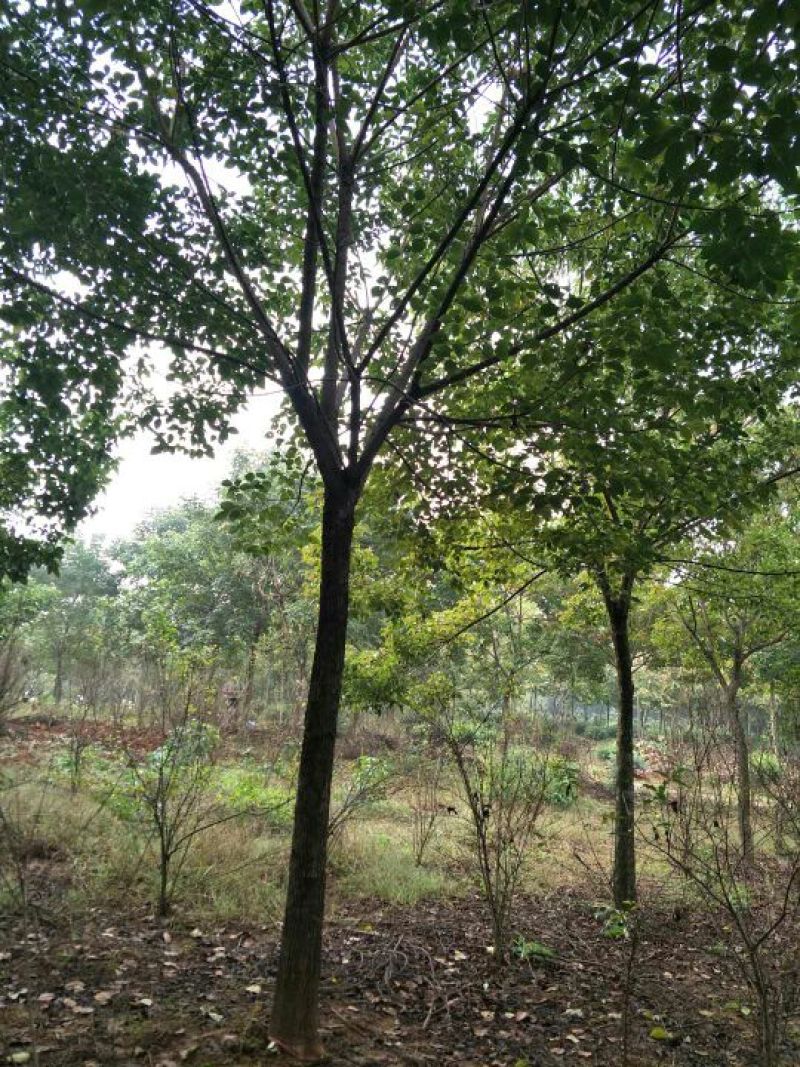 香樟，樟树大小叶，光杆全冠骨架，2到18公分，一棵包邮