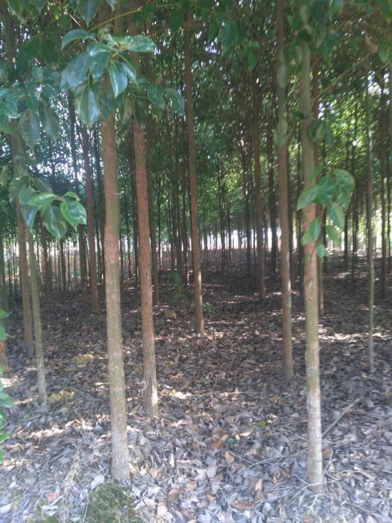 香樟，樟树大小叶，光杆全冠骨架，2到18公分，一棵包邮