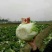 白菜，黄心大白菜，四川彭州145黄心大白菜4~6斤