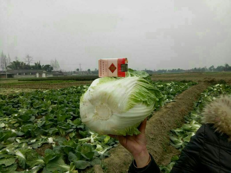 白菜，黄心大白菜，四川彭州145黄心大白菜4~6斤