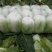 白菜，黄心大白菜，四川彭州145黄心大白菜4~6斤
