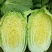 白菜，黄心大白菜，四川彭州145黄心大白菜4~6斤