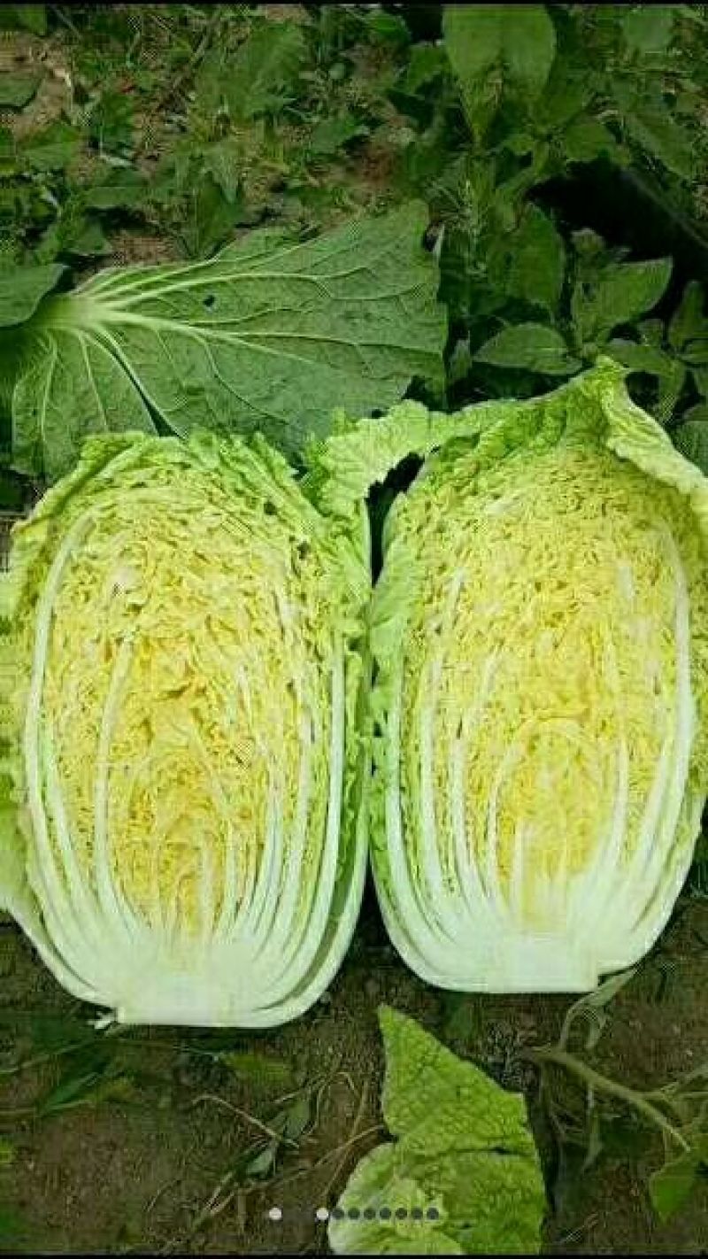 白菜，黄心大白菜，四川彭州145黄心大白菜4~6斤