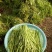 【牛商推荐】新鲜芦篙品质上乘专业批发量大从优可实地