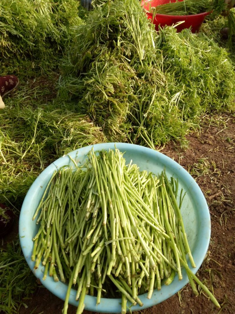 【牛商推荐】新鲜芦篙品质上乘专业批发量大从优可实地