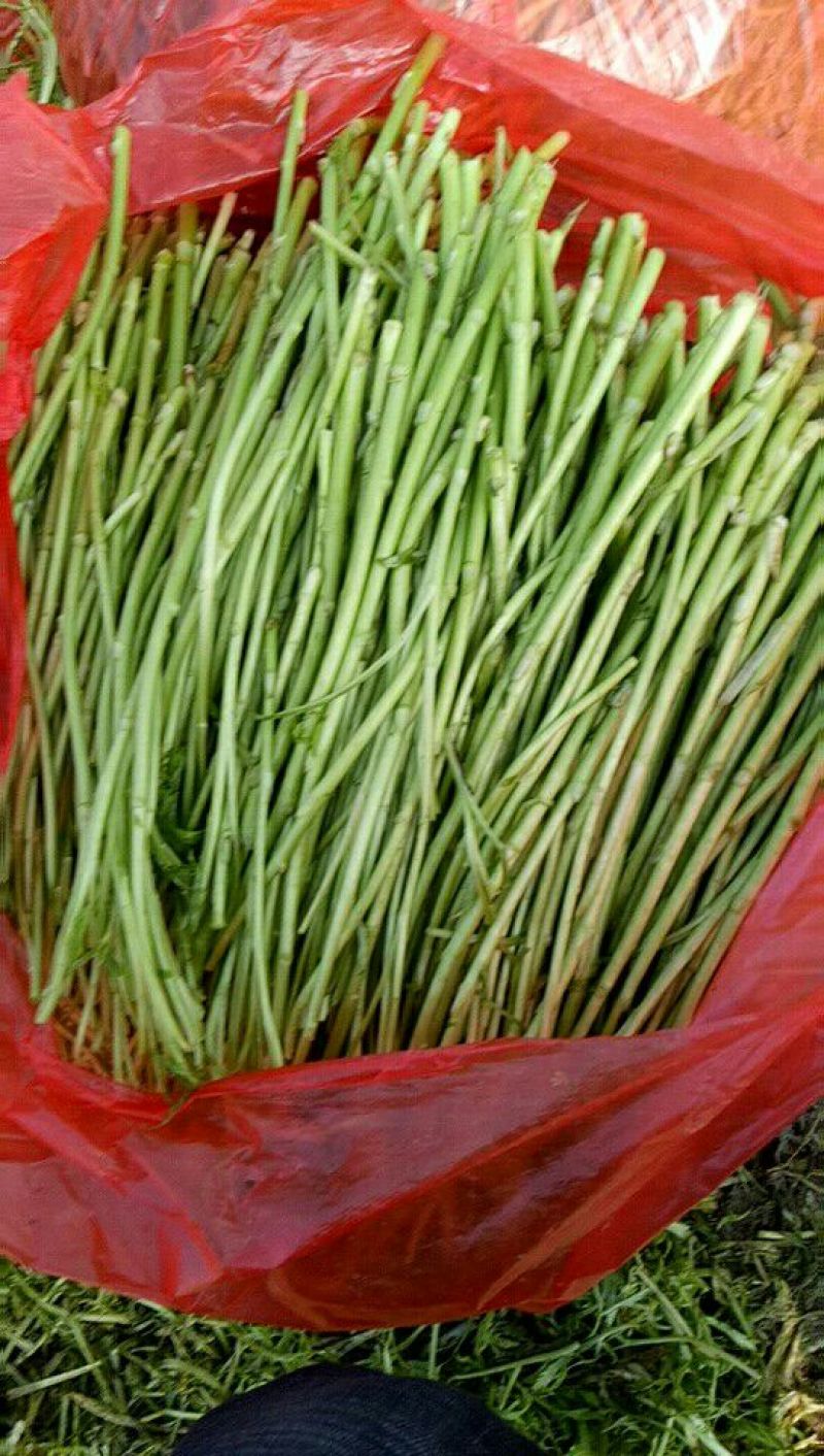 【牛商推荐】新鲜芦篙品质上乘专业批发量大从优可实地