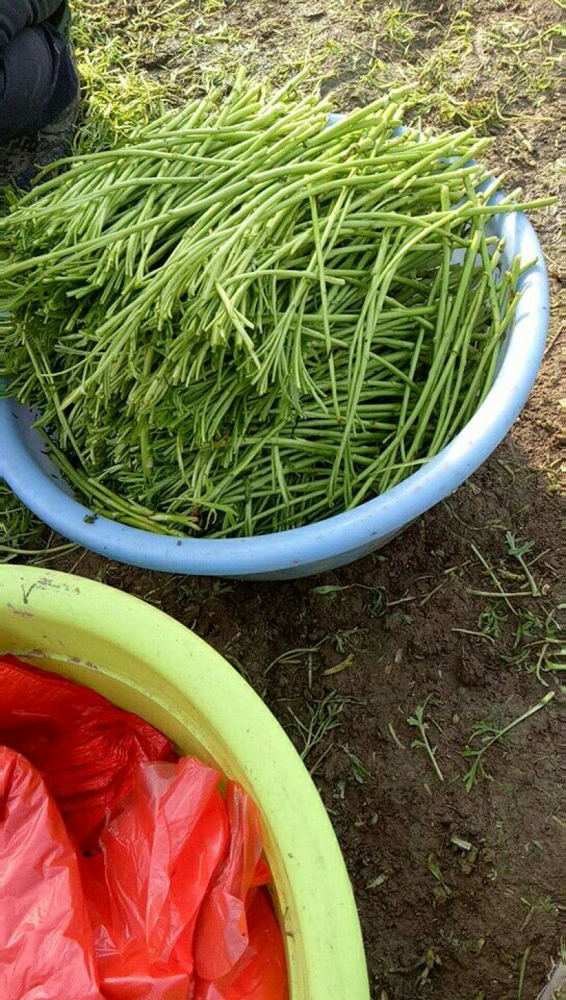 【牛商推荐】新鲜芦篙品质上乘专业批发量大从优可实地