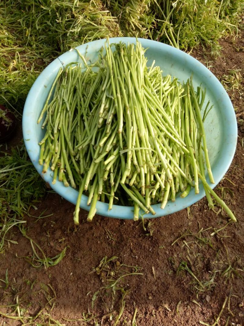 【牛商推荐】新鲜芦篙品质上乘专业批发量大从优可实地
