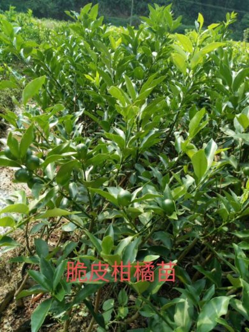 专业供应脆皮金桔苗50~80cm，特早优良品种
